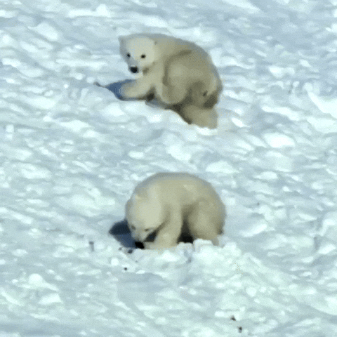 Polar bears
