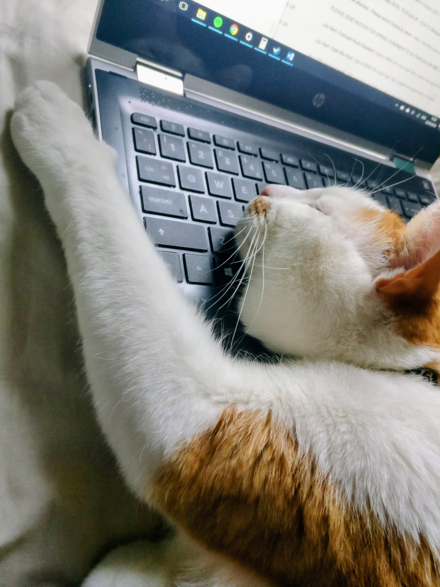 An orange tabby cat lying on a laptop keyboard, asleep