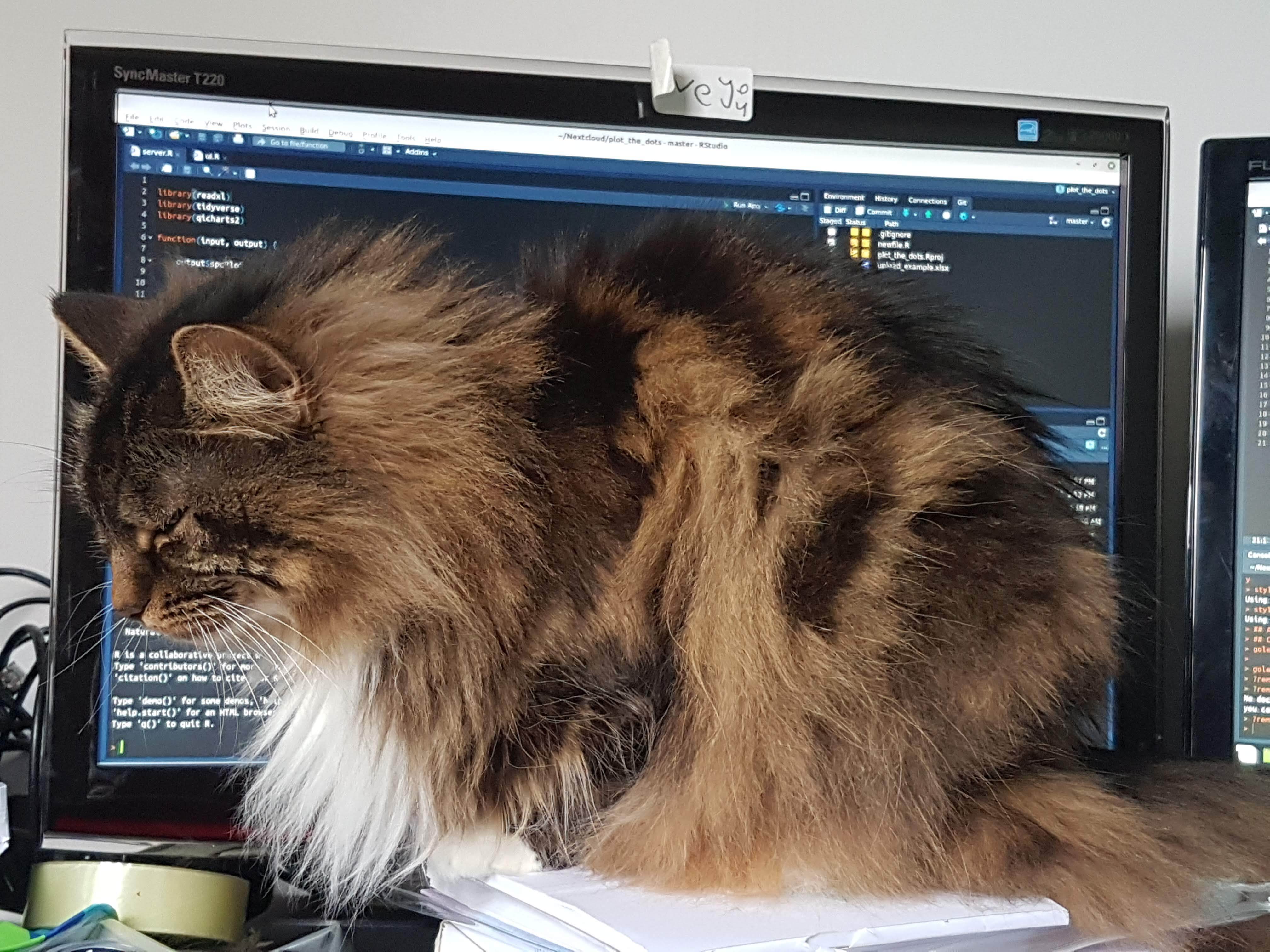 A fluffy brown cat sitting in front of a computer screen, looking both sleepy and mildly annoyed. RStudio is displayed on the computer screen, obscured by her fluff